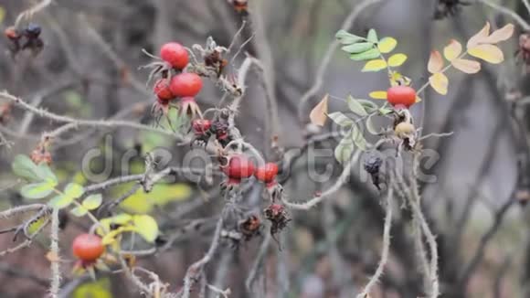 冬季灌木丛中的红色浆果有机果视频的预览图