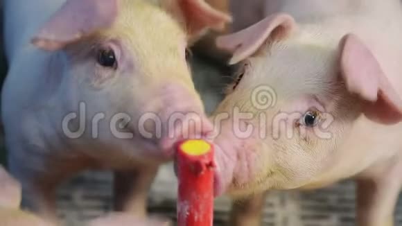 两只小猪接近吃塑料喂食器上的食物从水槽里吃的猪视频的预览图