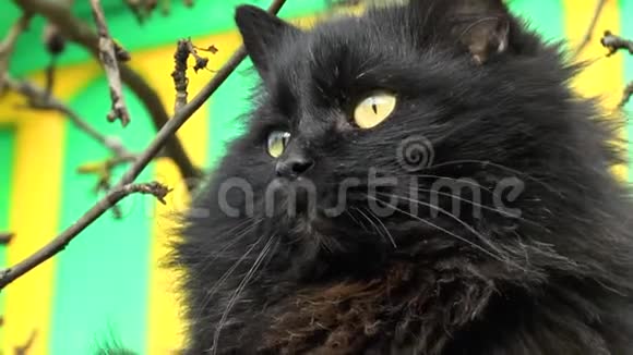 毛茸茸的黑猫坐在树上近距离射击视频的预览图