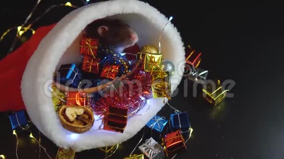 新年概念新年装饰中可爱的老鼠2020年的象征圣诞装饰和圣诞帽花环地点视频的预览图