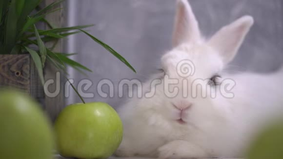 一只疲惫的兔子坐在绿苹果旁边视频的预览图