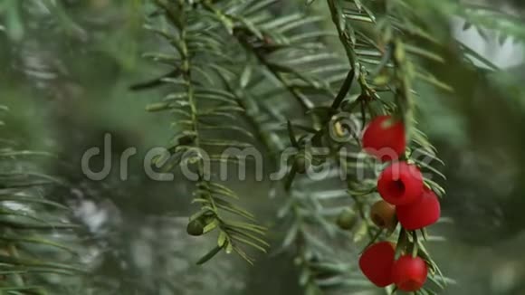 红豆杉浆果在红豆杉树上视频的预览图