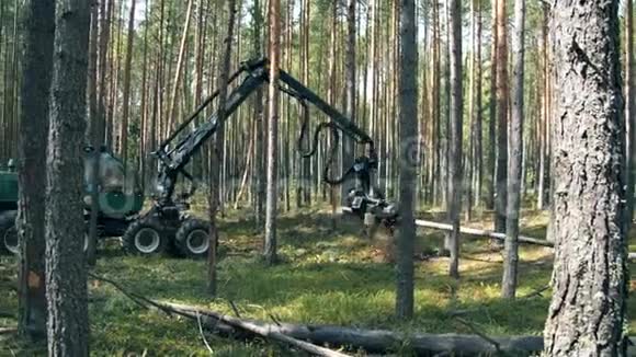 机器正在加工和切割松树树干视频的预览图
