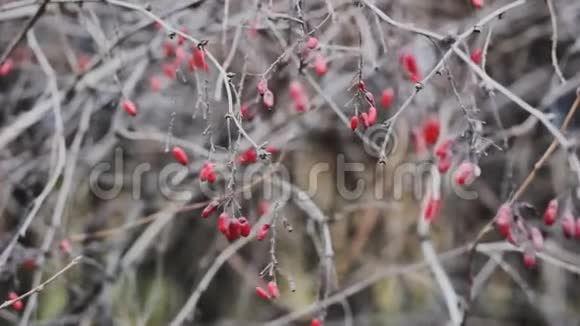 冬季灌木丛中的红色浆果有机果视频的预览图