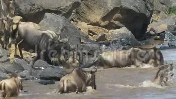 靠近野生动物进入马塞马拉河的马赛马拉游戏保护区视频的预览图