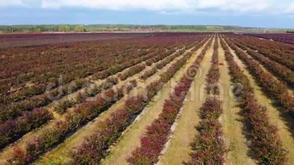在秋天飞过一排排蓝莓灌木丛秋色浆果红色勃艮第空中镜头视频的预览图