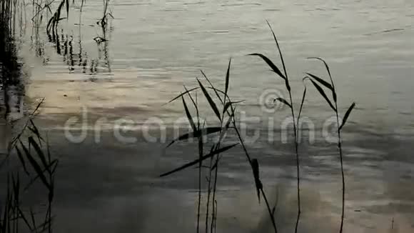 在水里的芦苇视频的预览图