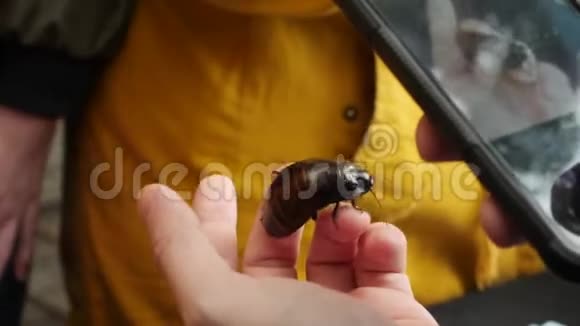 手里拿着大蟑螂拍照视频的预览图