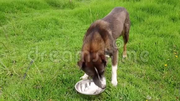 一只狗从金属碗里吃米饭视频的预览图