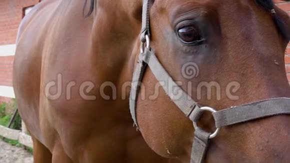 马的眼睛闭上了棕色马的肖像慢动作视频的预览图