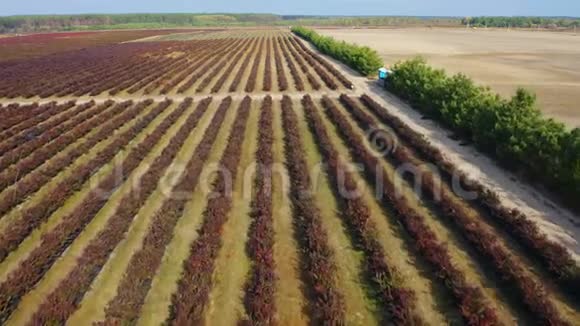 在整个秋天飞越蓝莓农场布什变成勃艮第人空中镜头视频的预览图