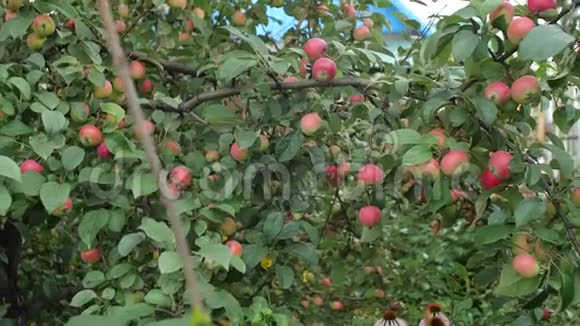 花园里的苹果树视频的预览图