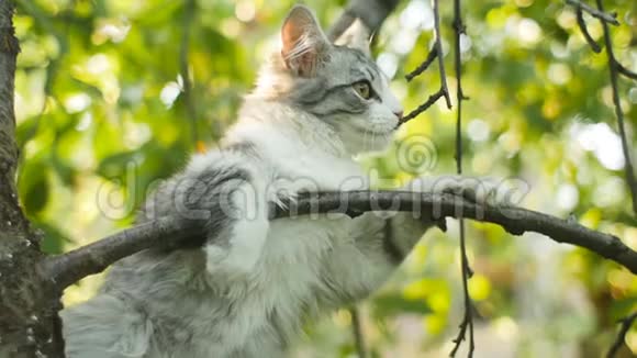 可爱的白灰色猫坐在树上看大自然有趣的动物小猫正在休息和观察花园有趣的动物哈视频的预览图