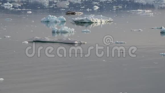 北极自然景观中的鲸鱼冰山和冰一条明科鲸上来呼吸视频的预览图