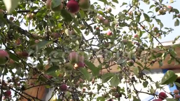 花园里的苹果树视频的预览图