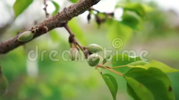 夏天阳光明媚的一天美丽的坚果树树枝在绿色的地方摇曳视频的预览图