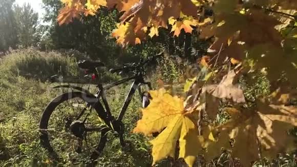 秋天的森林美景金色的树叶太阳光束背景自行车视频的预览图