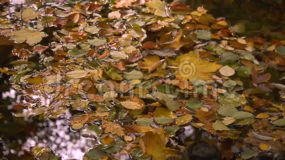 秋天湖畔水中漂浮的落叶特写视频的预览图