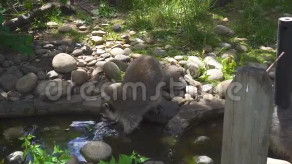 在自然公园洗浣熊视频的预览图