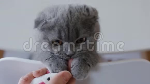嬉戏的英国小猫视频的预览图