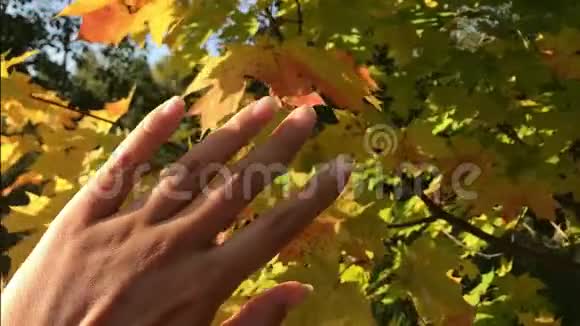 秋天的森林美景金色的树叶太阳光束雌性手触摸叶视频的预览图