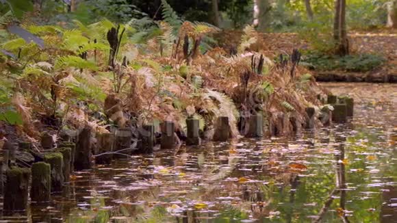 秋天湖畔水中的蕨类木柱和树叶潘射视频的预览图
