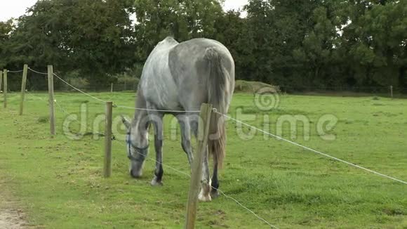 马吃草沿围栏视频的预览图