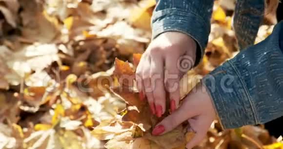 年轻的女人拾起落叶的秋叶女孩收集黄叶关门视频的预览图
