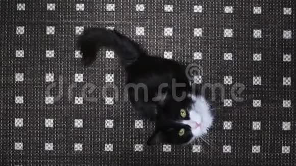 一只黑白猫跳进镜头里做玩具视频的预览图