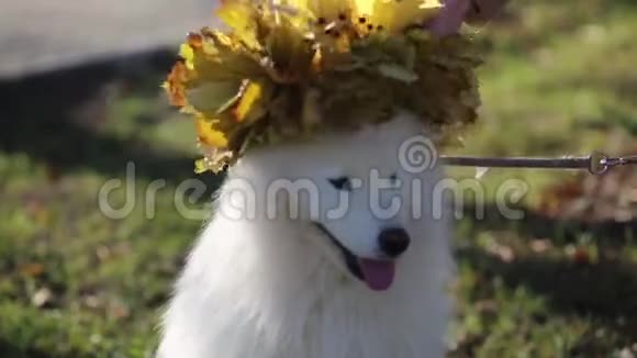 头上戴着一束叶子的白狗视频的预览图