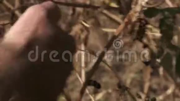 从干枝上摘长老莓视频的预览图
