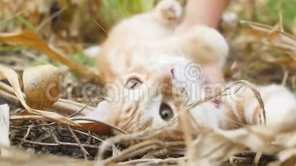 红色的小猫躺在干草上女孩在户外玩宠物抚摸他的肚子有趣的动物视频的预览图
