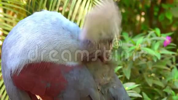 鸟的头在啄它的羽毛视频的预览图