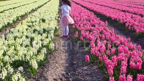 小可爱的女孩走在白色和粉红色的风信子之间在美丽的五颜六色的风信子在荷兰的田野视频的预览图