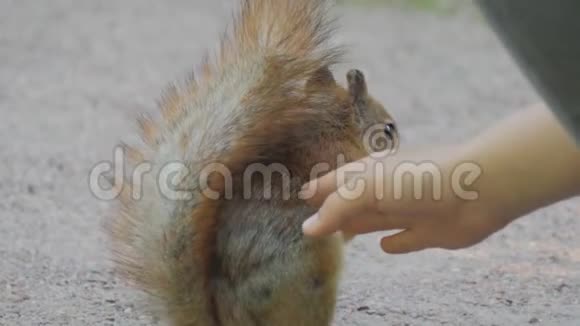 一只可爱的松鼠在公园里吃坚果的特写镜头孩子的手喂养动物视频的预览图