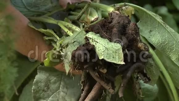 大型植物深根的人视频的预览图