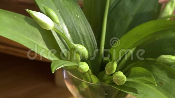放在花瓶里的绿叶和球茎视频的预览图