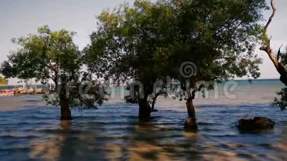 潮起潮落时树木就进入海水视频的预览图
