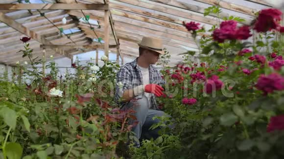 一位男花匠坐在温室里检查出售的玫瑰视频的预览图