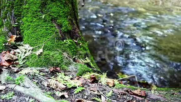 诺塔瓦萨加河的水域和苔藓覆盖的树木视频的预览图