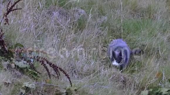 可爱的灰猫在自然景观的草地上爬行美丽的动物背景视频的预览图