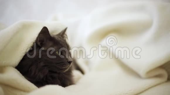 美丽的灰色绒毛猫在沙发上打哈欠视频的预览图