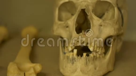 人颅骨鼻观图视频的预览图