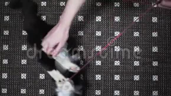 女人的手在地板上玩一只黑白猫上面的景色视频的预览图