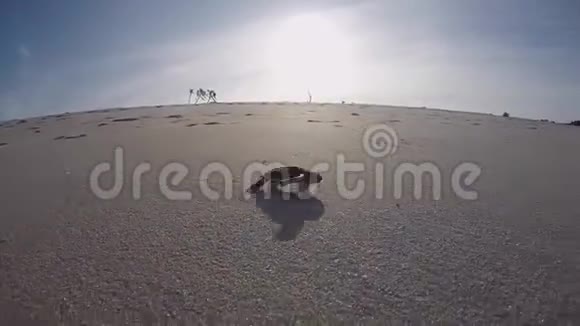 绿海龟孵化到海里视频的预览图