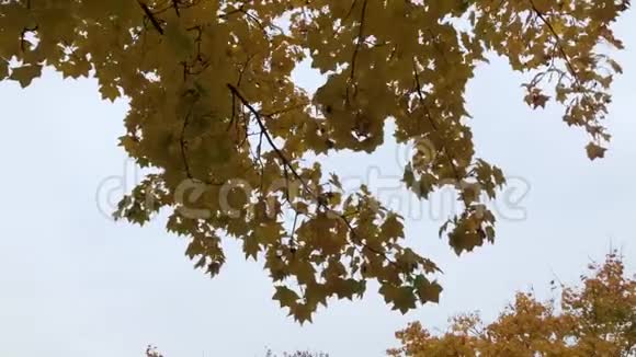 秋天的叶子挂在树上视频的预览图