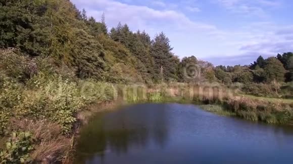 小池塘周围一片茂密的森林视频的预览图