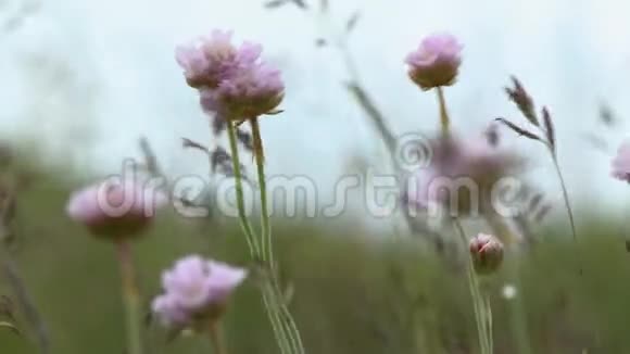 粉红色的马利筋野花在风中飞舞视频的预览图
