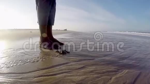 绿海龟孵化到海里视频的预览图