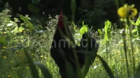 母鸡站在野黄兰丛附近视频的预览图